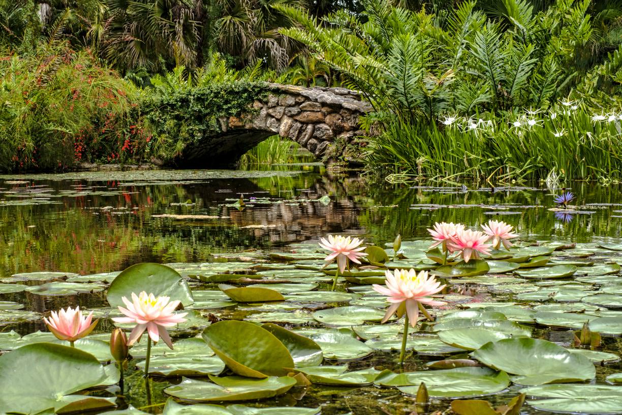 Annual Waterlily Photo Contest